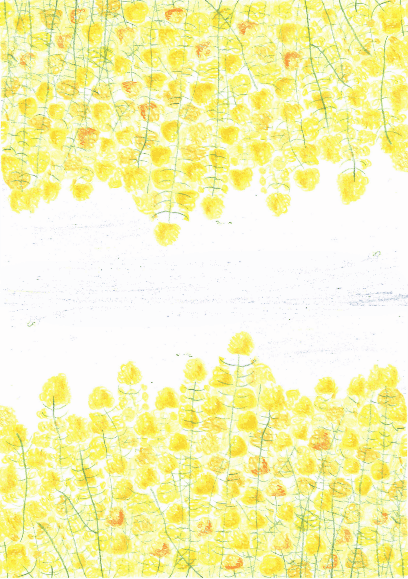 Rapeseed sea